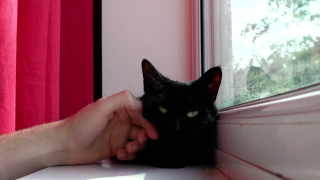 süße-schwarze-junge-Katze-nervös-Blick-aus-dem-Fenster