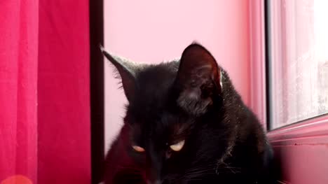 süße-schwarze-junge-Katze-nervös-Blick-aus-dem-Fenster