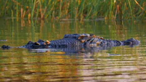 Krokodil-an-Wasseroberfläche