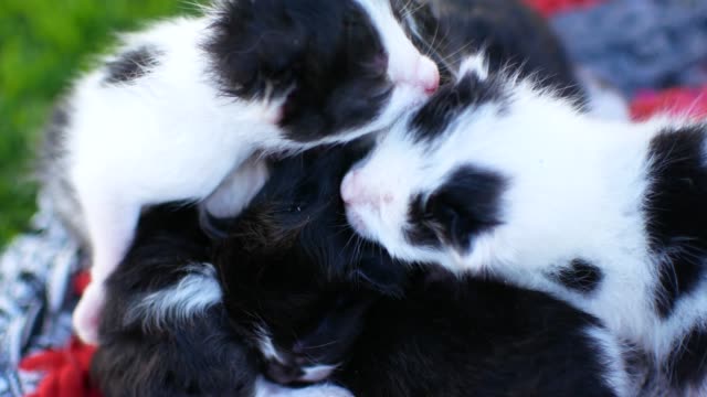 blind-kittens-with-closed-eyes.-cute-cats-are-lying-asleep