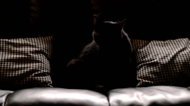 Black-cat-grooming-itself.-4K-footage.