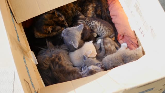 Cute-tabby-kitten-in-a-box