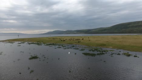 Fauna-silvestre-en-el-lago-Nakuru,-Kenia,-África