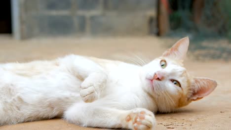 El-gato-vive-en-la-zona-rural-de-Tailandia
