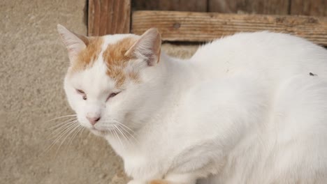 Weiße-Hauskatze-haben-ein-Nickerchen-auf-dem-Hof