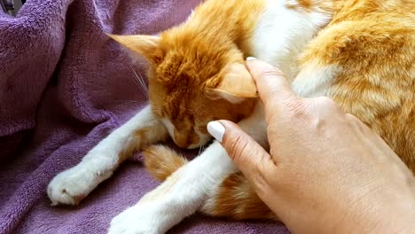 Glücklich-rote-Katze-Kätzchen-mag-gestreichelt-von-Frauenhand.