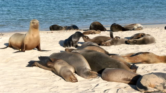 sea-lions-resting-on-the-beach-at-isla-santa-fe