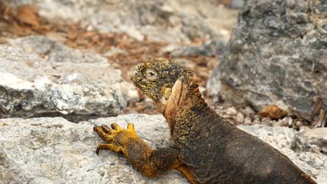 high-angle-close-up-of-a-land-iguana-on-south-plazas-in-the-galapagos