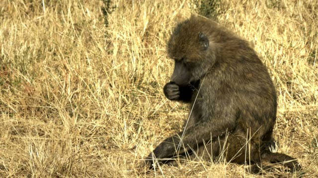 close-up-of-an-olive-baboon-in-masai-mara-national-park,-kenya