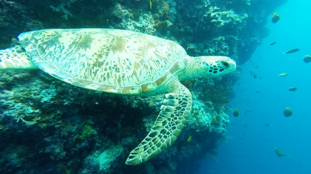 Meeresschildkröten-Schwimmen-in-Richtung-meiner-Kamera