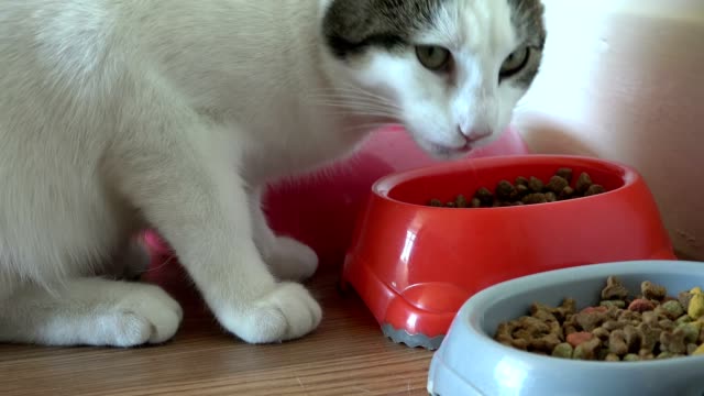 gato-de-casa-de-gatito-blanco-años-comiendo-galletas