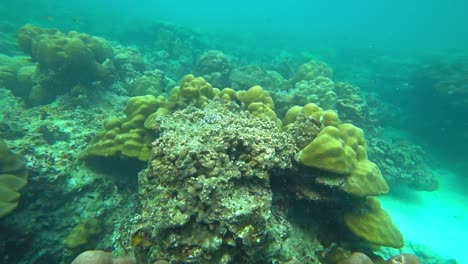 Korallen-und-Fische-in-der-Andaman-Sea,-Thailand,-4k