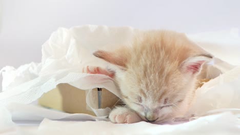 Gatito-durmiendo-en-una-caja-de-papel-de-tejido