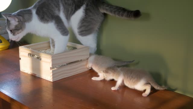 Familia-de-gatos-en-caja-de-madera