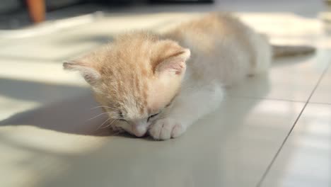 Sleeping-cat-on-the-floor.