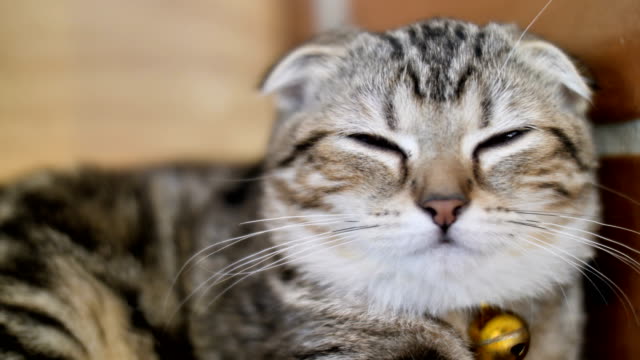 4K-Cute-tabby-cat-sleeping-with-sweet-dream-at-home