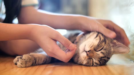 4K-Close-up-hands-of-the-girl-girl-plays-with-sleeping-cute-tabby-cat