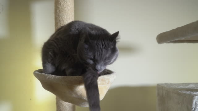 Large-gray-cat-in-his-hammock-bed-at-the-top-of-scratching-post-licking-itself