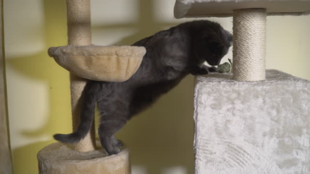 Große-graue-Katze-Klettern-an-der-Spitze-der-Boden-zu-Decke-kratzen-post