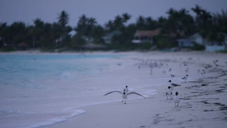 White-sand-tropical-island-ocean-shoreline-at-dawn