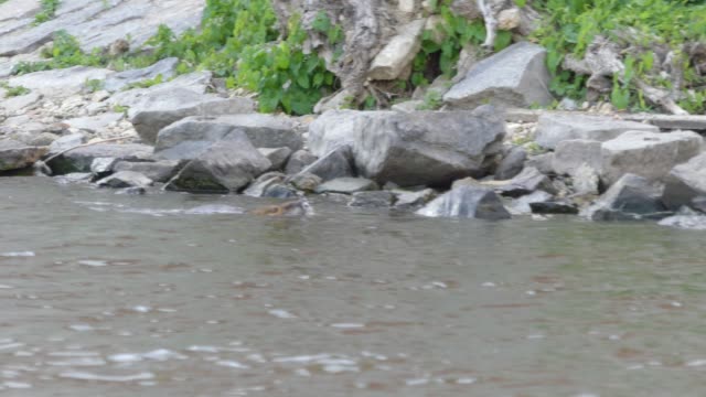 Der-Otter-schwimmt-im-Fluss-in-Prag.
