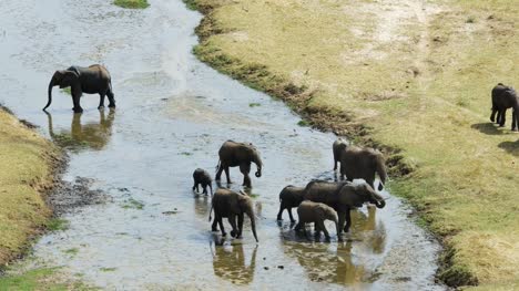 Elefanten-Gruppe-Flussbett-entlang