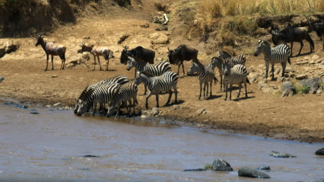long-shot-of-zebra-drinking-from-the-mara-river-in-masai-mara,-kenya