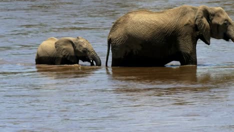 Nahaufnahme-eines-Elefant-Kalb-und-Mutter,-die-Überquerung-des-Mara-Flusses