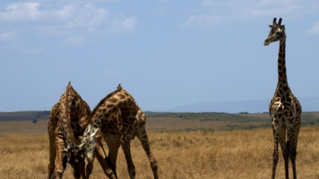 Nahaufnahme-von-zwei-Giraffen-Brust-zu-verpassen-in-der-Masai-mara