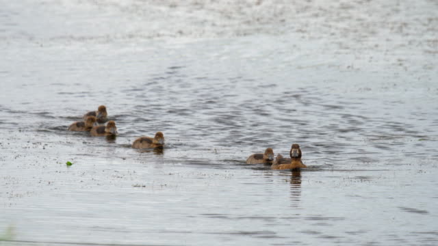 Mallard-duck-with-ducklings