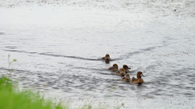 Mallard-duck-with-ducklings