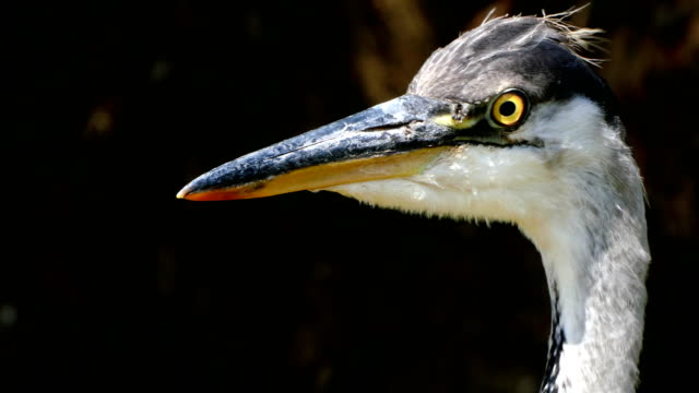 Portrait-of-a-Grey-heron-(Ardea-cinerea).