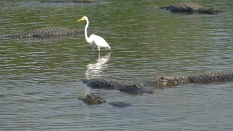 Amerikanische-Alligatoren-liegen-neben-der-Reiher