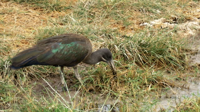 hadada-ibis-feeding-at-the-edge-of-a-lake-at-amboseli