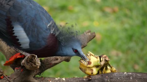 Victoria-crowned-pigeon