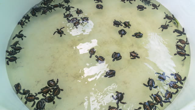 Turtunus-Sea-Turtle-grünen-Meeresschildkröte
