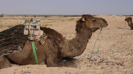 Camello-dromedario-tumbado-y-durmiendo-en-la-arena-en-el-desierto-del-Sahara-de-cerca