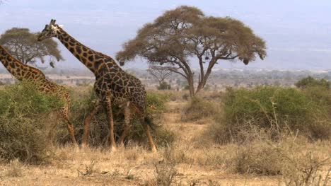 eine-männliche-Giraffe-folgt-ein-Weibchen-in-Amboseli,-Kenia