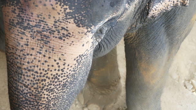 Elefante-de-Asia-en-Tailandia