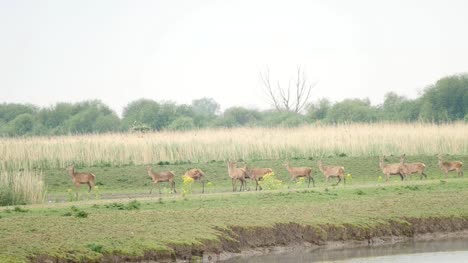 Herd-of-red-deer-run-away-from-water