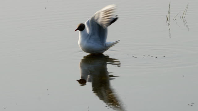 Seagull-or-Larus-ridibundus