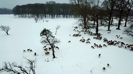 Luftaufnahme-der-Hirsche-im-Schnee-im-Phoenix-Park,-Dublin,-Irland.