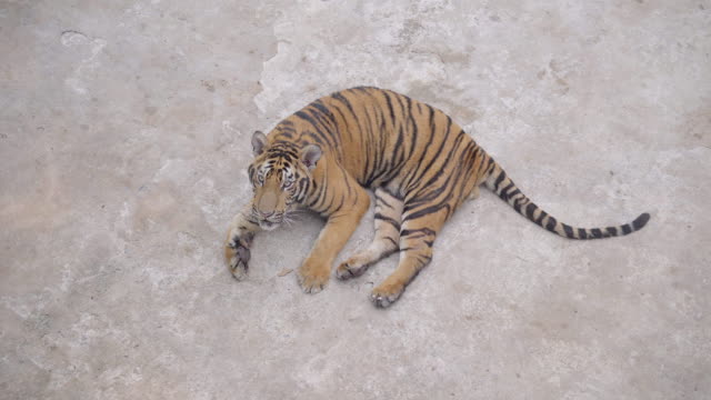 Bengal-tiger