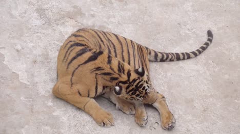 Bengal-tiger-