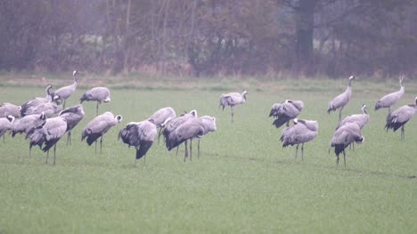Common-Cranes-or-Eurasian-Cranes-(Grus-Grus)-birds-feeding-in-corn-fields-during-migration