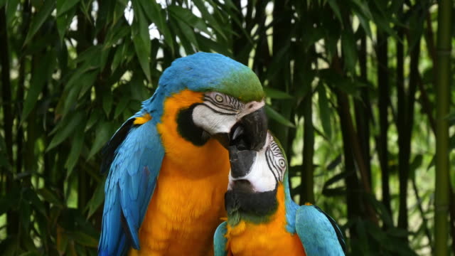 Blue-and-yellow-Macaw,-ara-ararauna,-Adults-Beak-in-Beak,-Reel-Time-4K