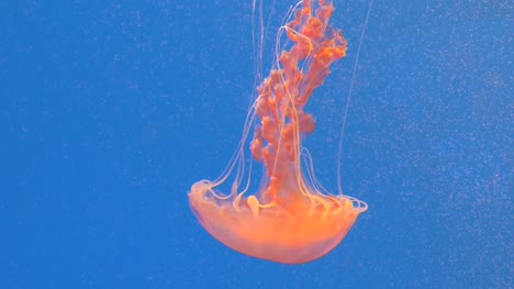 Slow-Motion-Nahaufnahme-von-riesigen-orangefarbenen-Medusa-Quallen-im-Aquarium,-blauer-Hintergrund