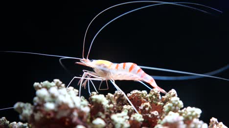 Hinge-beak-shrimp
