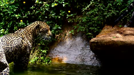 Zwei-Jaguar-spielen-und-Schwimmen-im-Teich