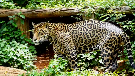 Ein-Jaguar,-die-Ruhe-im-Wald
